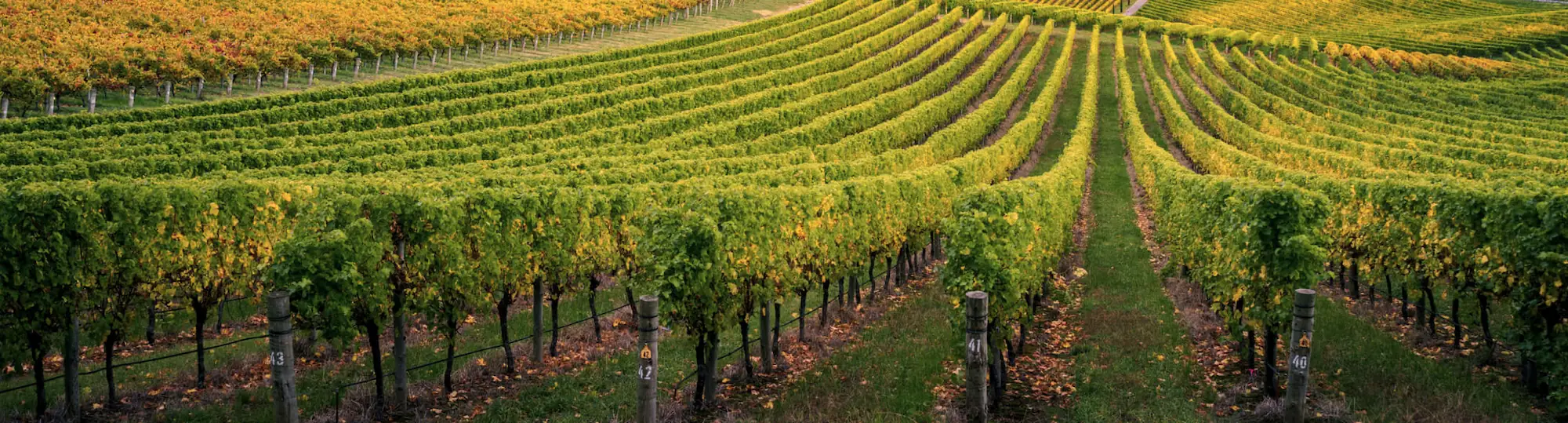 Vineyard rows in the Moldovan countryside